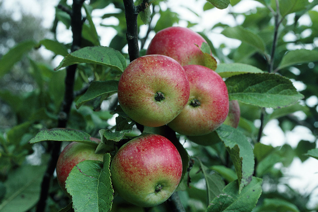 enkel en alleen Halve cirkel Raar AH: vermoedelijk laatste verkoopseizoen Cox-appels - Groenten & Fruit  Actueel